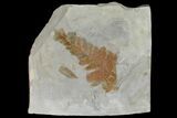 Fossil Fern (Dennstaedtia) - Montana #120834-1
